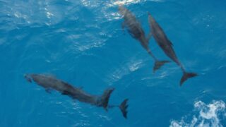 「空き家特例（空き家控除）」と実家じまい