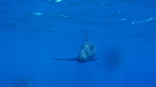 確定申告をしていて思い出した、税金と社会保険の話