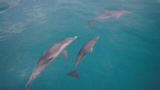 金融所得と医療保険料の話 ― 制度が変わるかもしれないということ ―